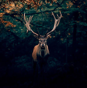 Meet your Posher, Macolen